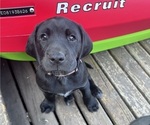 Puppy Cappy German Shorthaired Lab