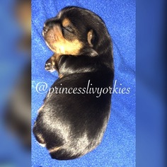 Yorkshire Terrier Puppy for sale in GREENSBORO, NC, USA