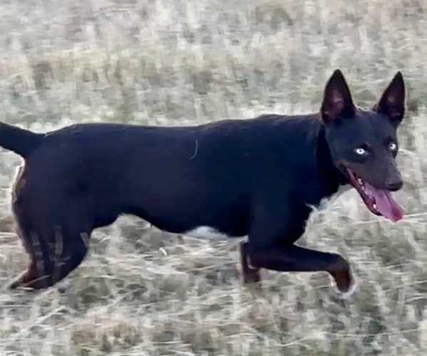 Medium Photo #11 Australian Kelpie Puppy For Sale in CAMAS, WA, USA