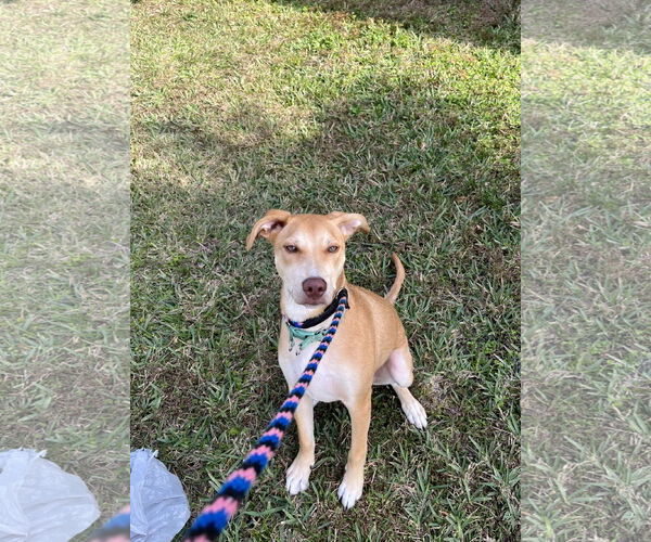 Medium Photo #1 Labrador Retriever-Unknown Mix Puppy For Sale in Sanford, FL, USA