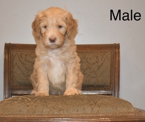 Labradoodle Puppy for sale in GRANTS, NM, USA