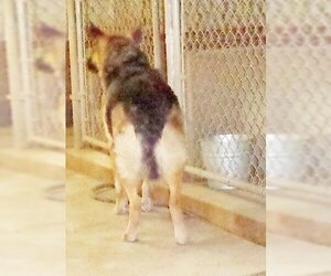 Pauline - Female German Shepherd Dog Dog for Adoption - Photo #4