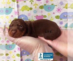 Dachshund Puppy for sale in WINNSBORO, LA, USA