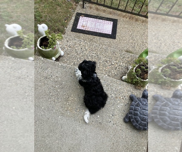 Medium Photo #2 Havanese Puppy For Sale in HARTFORD, CT, USA