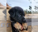 Small Photo #14 German Shepherd Dog Puppy For Sale in LIVERMORE, CO, USA