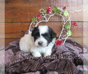 Zuchon Puppy for sale in LE MARS, IA, USA
