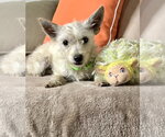 Small Mutt