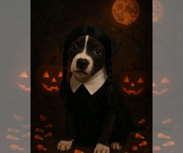 Medium Photo #2 American Pit Bull Terrier-Unknown Mix Puppy For Sale in Belleville, MI, USA