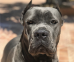 Small #2 Cane Corso