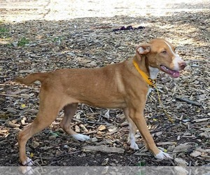 Jet - Male Mutt Dog for Adoption - Photo #3