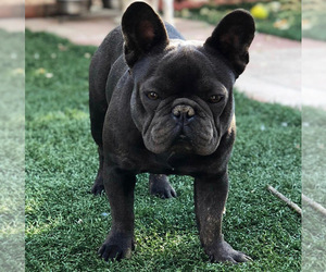 Father of the French Bulldog puppies born on 08/22/2019