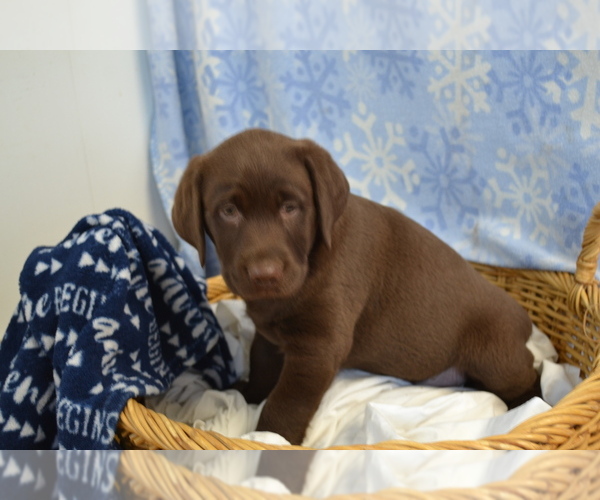 Medium Photo #7 Labrador Retriever Puppy For Sale in GREENWOOD, WI, USA