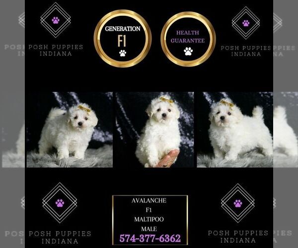 Medium Photo #6 Maltipoo (Miniature) Puppy For Sale in WARSAW, IN, USA