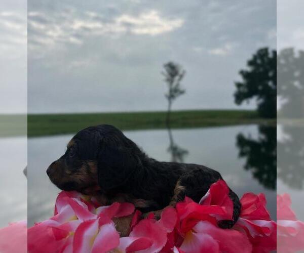 Medium Photo #9 Dachshund Puppy For Sale in LOOGOOTEE, IN, USA