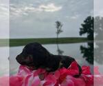 Small Photo #9 Dachshund Puppy For Sale in LOOGOOTEE, IN, USA