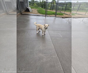 Mutt Dogs for adoption in Maquoketa, IA, USA
