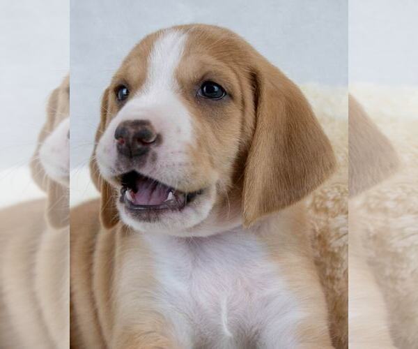 Medium Photo #1 Mutt Puppy For Sale in Kennesaw, GA, USA