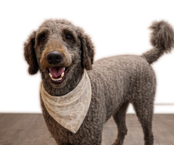 Medium Photo #1 Goldendoodle mix (+ Poodle Standard) Puppy For Sale in ANDERSON, SC, USA