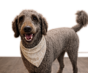 Father of the Goldendoodle mix (+ Poodle Standard) puppies born on 08/02/2026