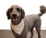 Small Photo #1 Goldendoodle mix (+ Poodle Standard) Puppy For Sale in ANDERSON, SC, USA
