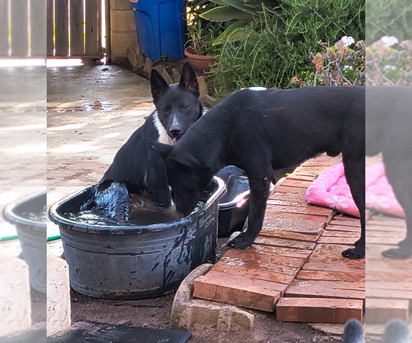 Medium Photo #7 Akita-Unknown Mix Puppy For Sale in Fallbrook, CA, USA