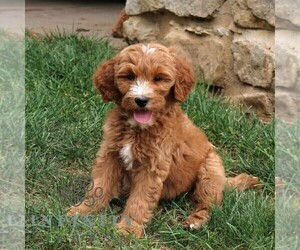 Goldendoodle Puppy for sale in NARVON, PA, USA