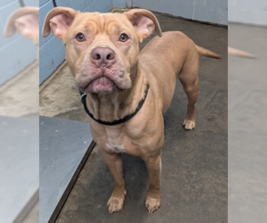 Mutt Dogs for adoption in Evansville, IN, USA