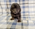 Small Photo #6 Morkie-Yorkshire Terrier Mix Puppy For Sale in HAMPTON, VA, USA