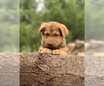 Small Photo #2 German Shepherd Dog Puppy For Sale in BRUSH PRAIRIE, WA, USA