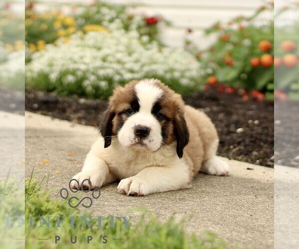 Medium Photo #1 Saint Bernard Puppy For Sale in MARIETTA, PA, USA