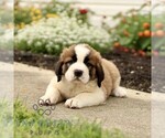 Image preview for Ad Listing. Nickname: Charles