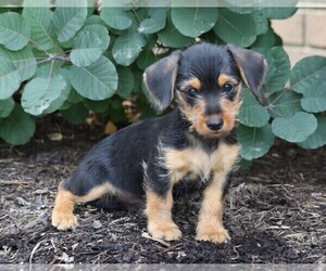 Dorkie Puppy for sale in FREDERICKSBG, OH, USA