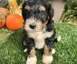 Puppy Lily Miniature Bernedoodle