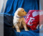 Small Photo #4 Goldendoodle Puppy For Sale in WAKARUSA, IN, USA