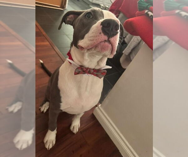 Medium Photo #5 American Staffordshire Terrier-Unknown Mix Puppy For Sale in San Juan Capistrano, CA, USA