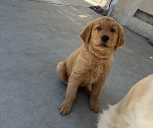 Golden Retriever Puppy for sale in NORWALK, CA, USA