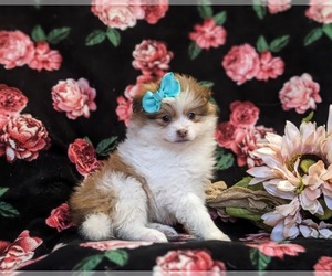 Pomeranian Puppy for sale in CHRISTIANA, PA, USA