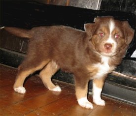 Miniature Australian Shepherd Puppy for sale in CAMPBELL, MN, USA