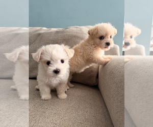 Maltese Puppy for sale in ARCADIA, CA, USA