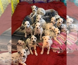 Dalmatian Litter for sale in GREENSBORO, NC, USA