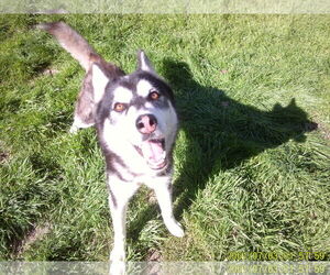 Fargo - Male Alusky Dog for Adoption - Photo #4