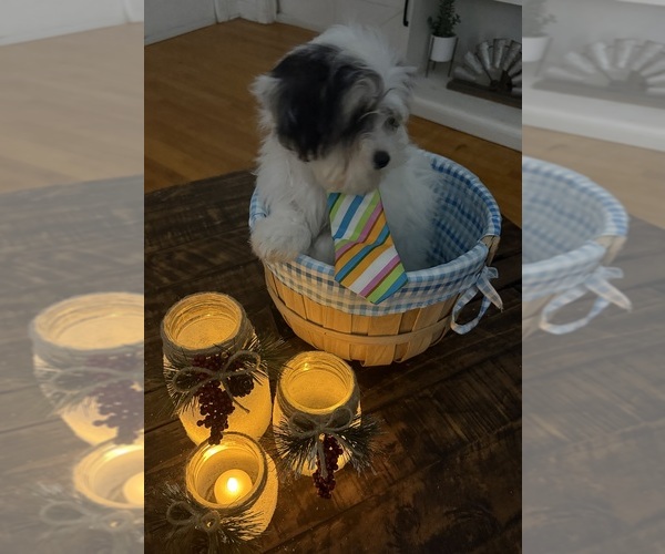 Medium Photo #43 Shih-Poo Puppy For Sale in DINWIDDIE, VA, USA