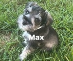 Image preview for Ad Listing. Nickname: Max