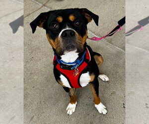 Boxweiler Dogs for adoption in Fairfax, VA, USA