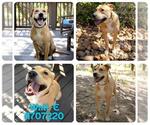 Small #1 Labrador Retriever Mix