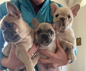 French Bulldog Puppy for Sale in CAVE JUNCTION, Oregon USA