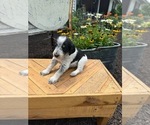 Puppy Comet Bernedoodle-Bluetick Coonhound Mix