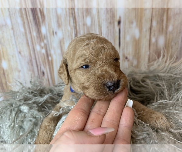 Medium Photo #6 Goldendoodle Puppy For Sale in CONCORD, NC, USA