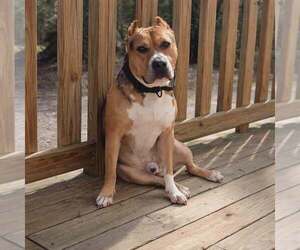 Father of the American Bully puppies born on 07/03/2026