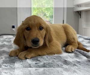 Golden Retriever Puppy for sale in INDIANAPOLIS, IN, USA